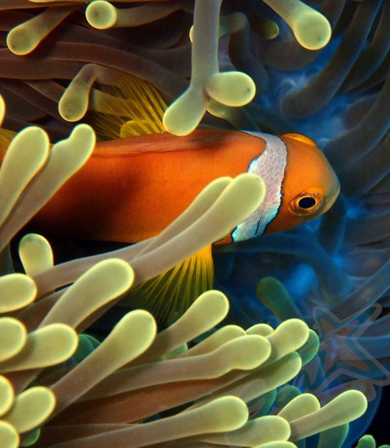 Hotel Sea Star Diving Addu City Zewnętrze zdjęcie