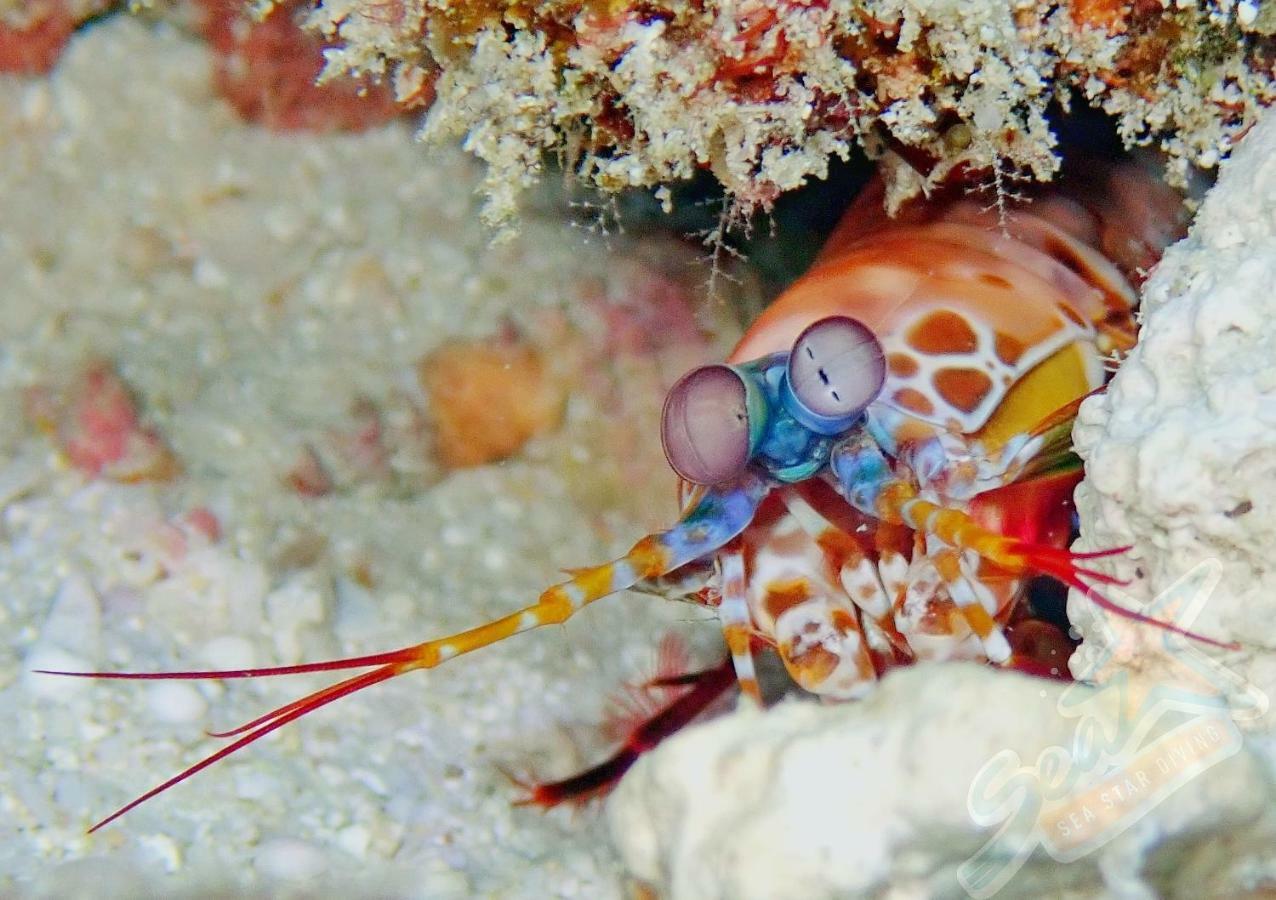 Hotel Sea Star Diving Addu City Zewnętrze zdjęcie